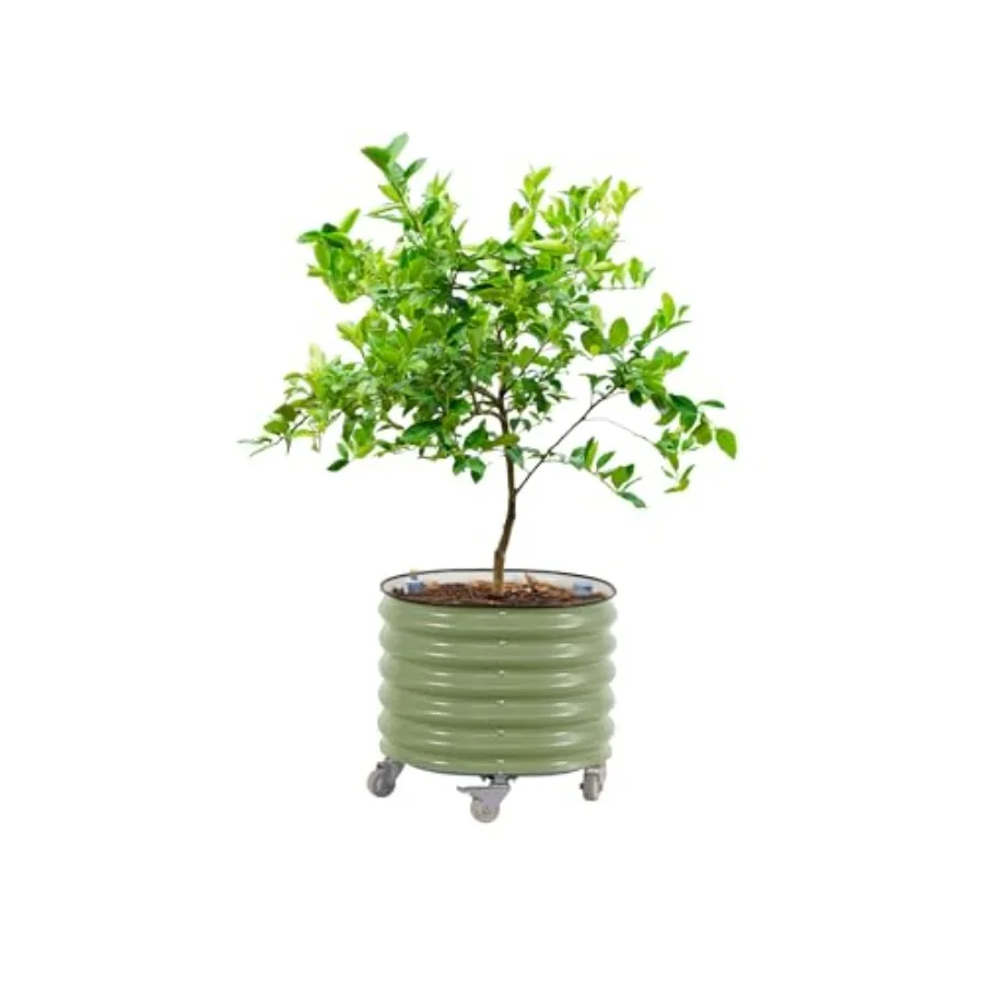 Rolling Citrus Tree Planter Ge - Self-Watering Planter ulasan dan harga