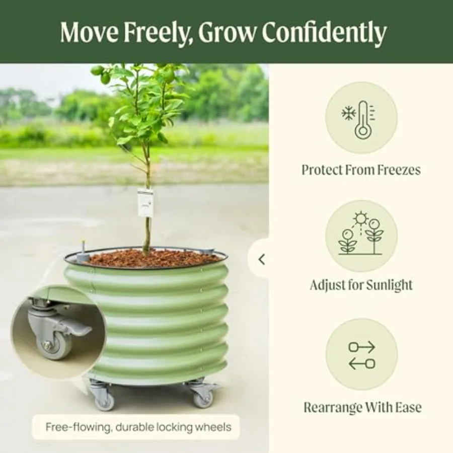 Rolling Citrus Tree Planter Ge - Self-Watering Planter ulasan dan harga